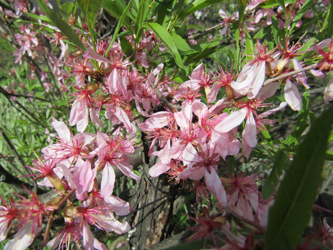 Степной бобовник или миндаль - Galaelina *** Степной бобовник или миндаль - Galaelina ***