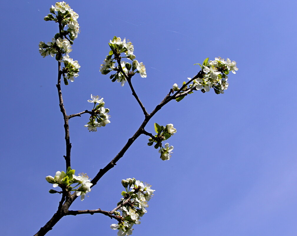 Цветение - Владимир Попов Цветение - Владимир Попов