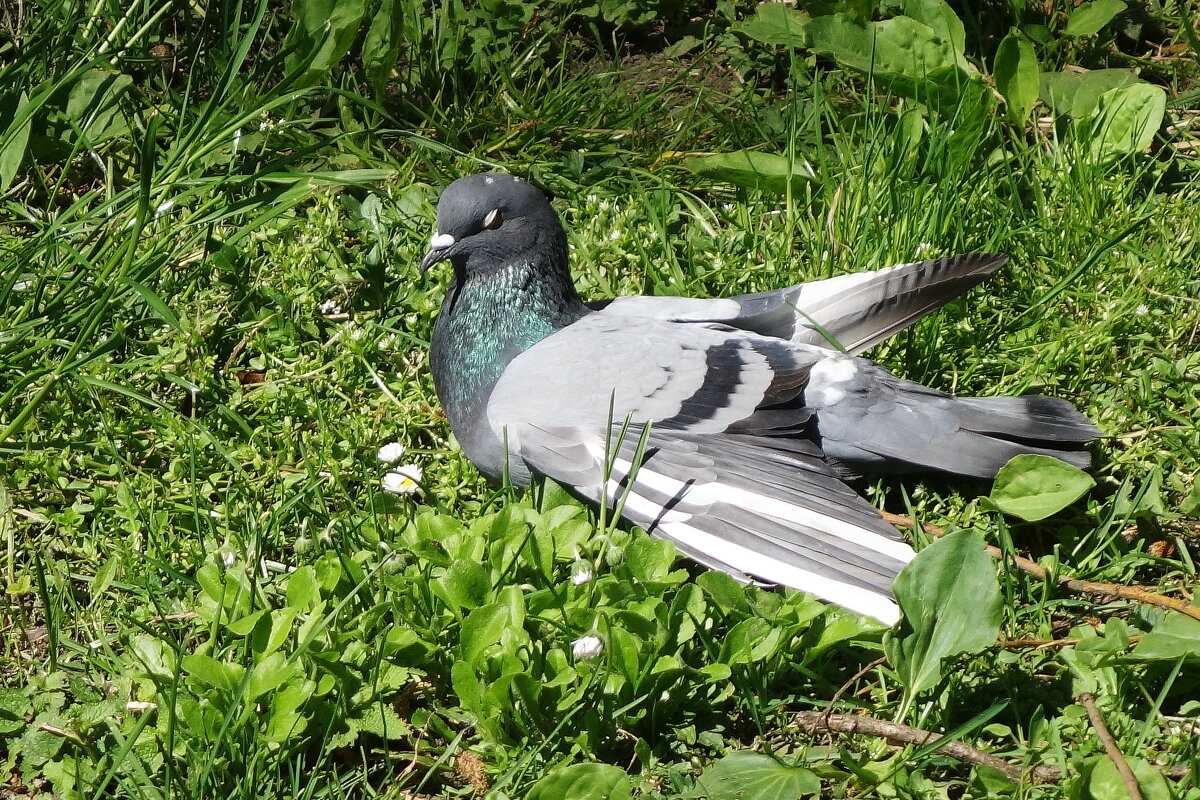 Голубь отдыхает - Рита Симонова
