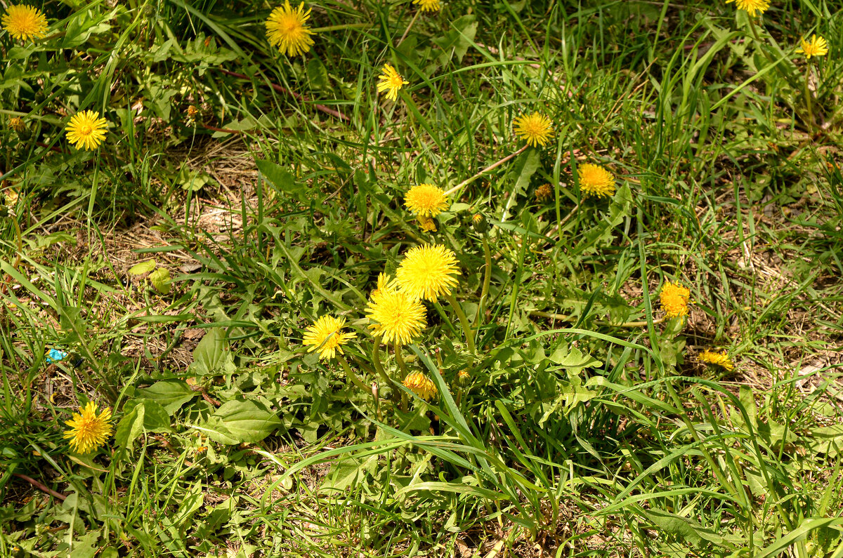 Одуванчики - Oleg4618 Шутченко