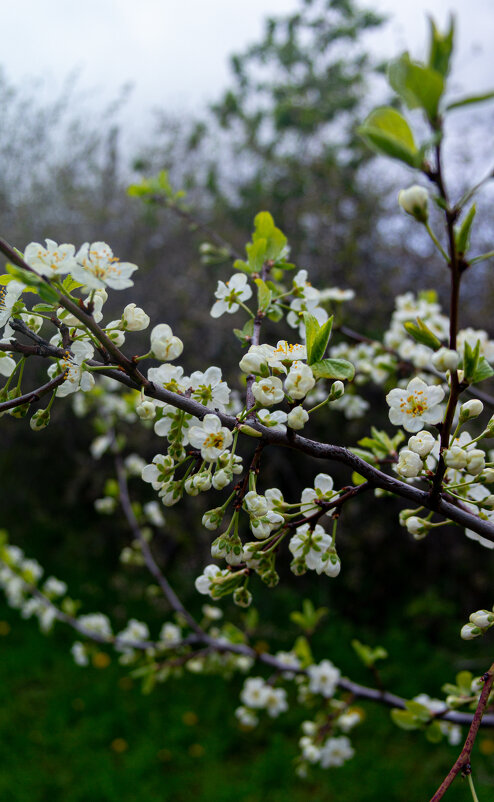 Цветение слив - Светлана Мишенёва Цветение слив - Светлана Мишенёва