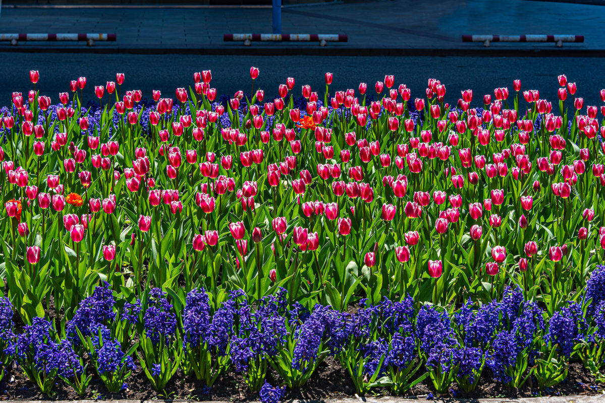 *** - Дмитрий Лупандин