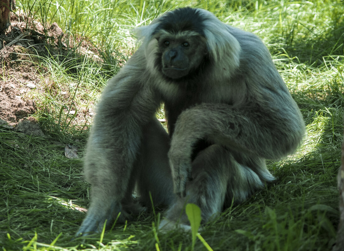 Мой голод - Черношапочный в зоопарк - Владимир Максимов
