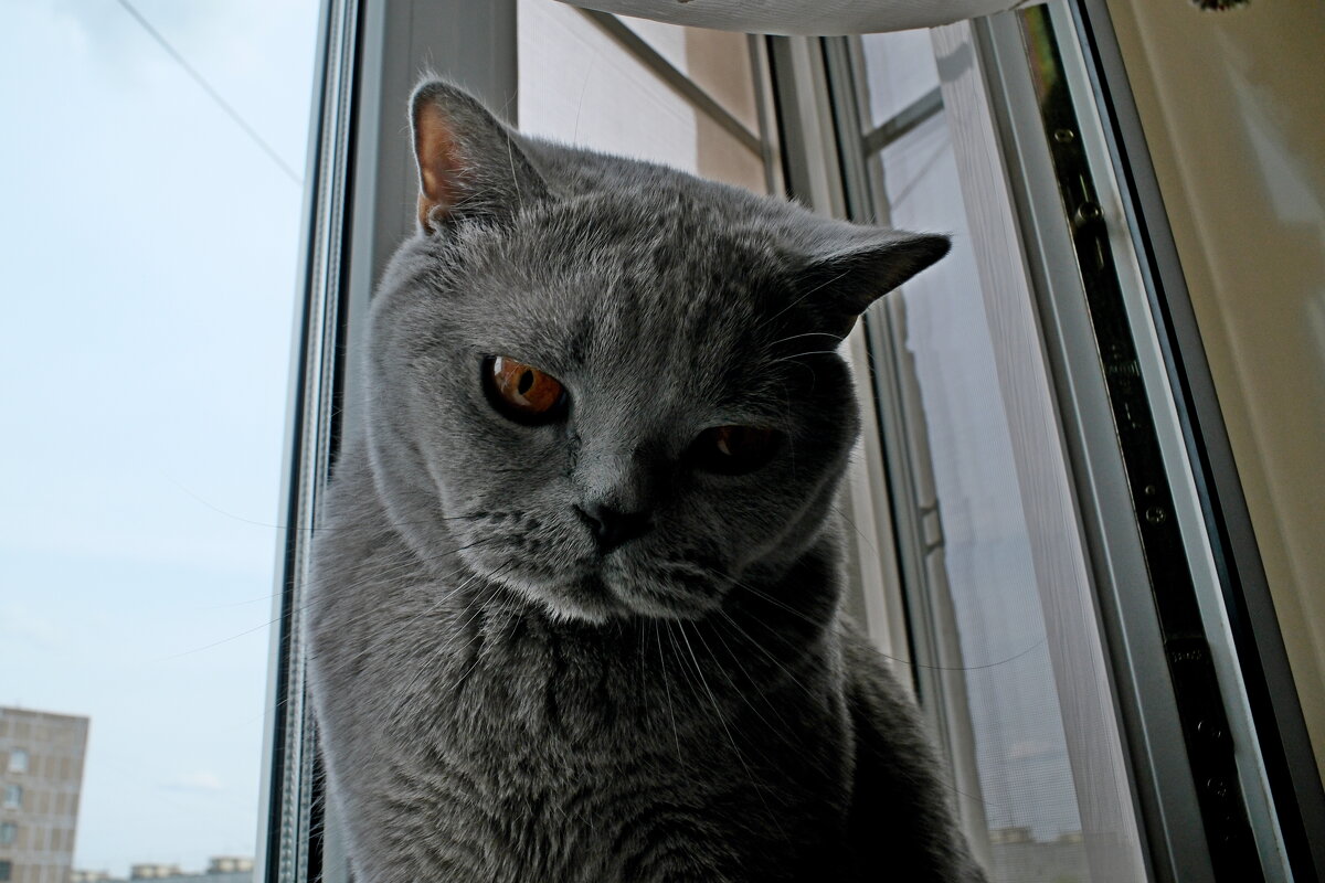 Кот Масик - Лютый Дровосек Кот Масик - Лютый Дровосек