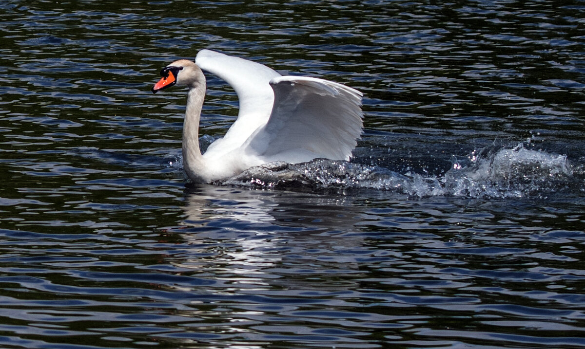 **** - Владимир Безбородов **** - Владимир Безбородов