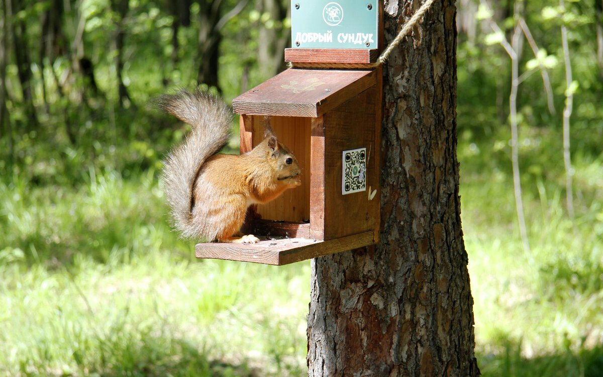 Обеденный перерыв - Евгений Шафер Обеденный перерыв - Евгений Шафер