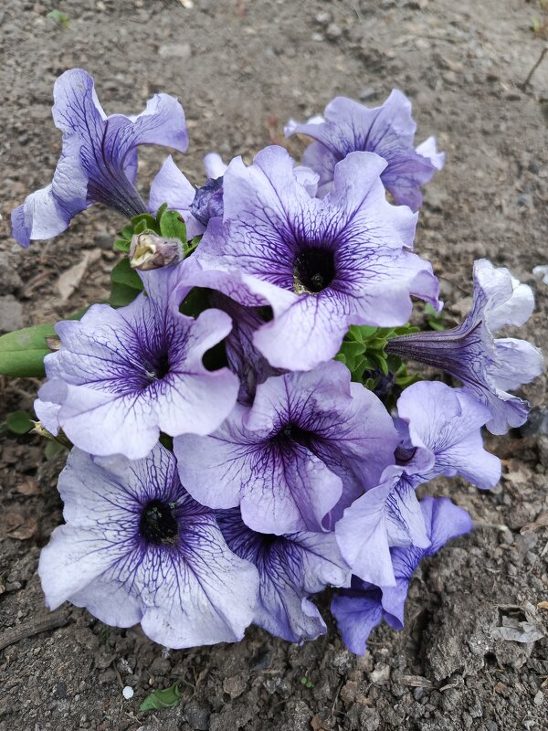 Петунии - Татьяна Пальчикова