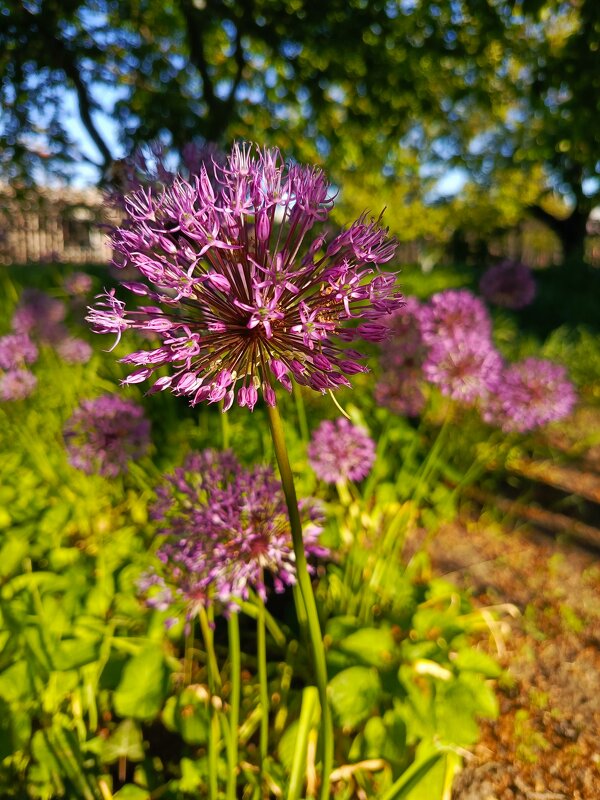 Дикий лук - Татьяна Пальчикова Дикий лук - Татьяна Пальчикова