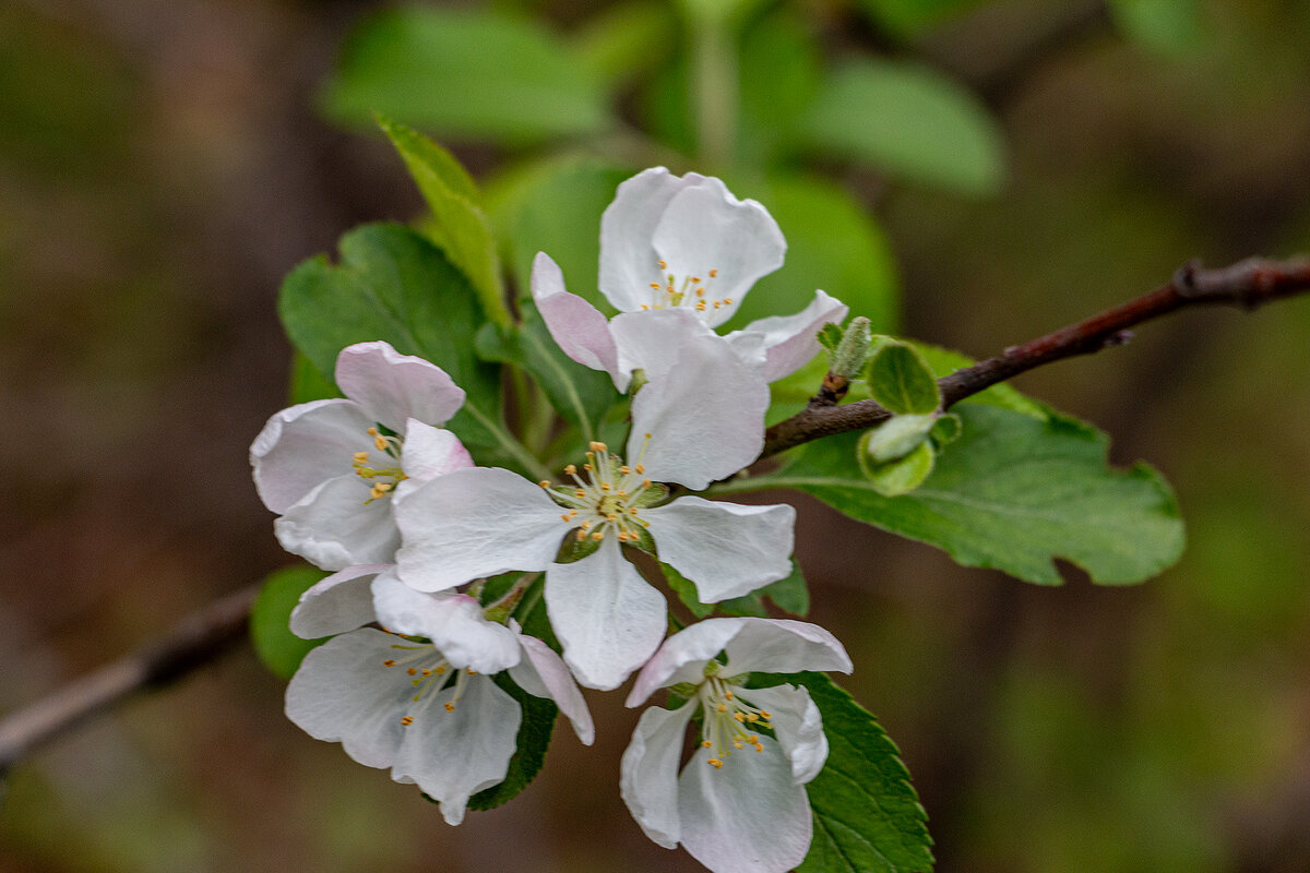Дикая, карликовая яблоня - Юрий Яловенко Дикая, карликовая яблоня - Юрий Яловенко