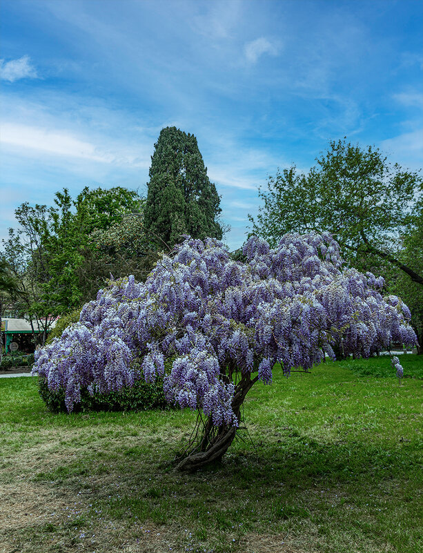 Глициния - Юрий Яловенко