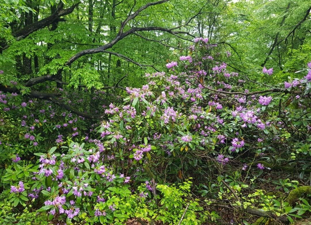 РОДОДЕНДРОНОВЫЙ ЛЕС - Tata Wolf