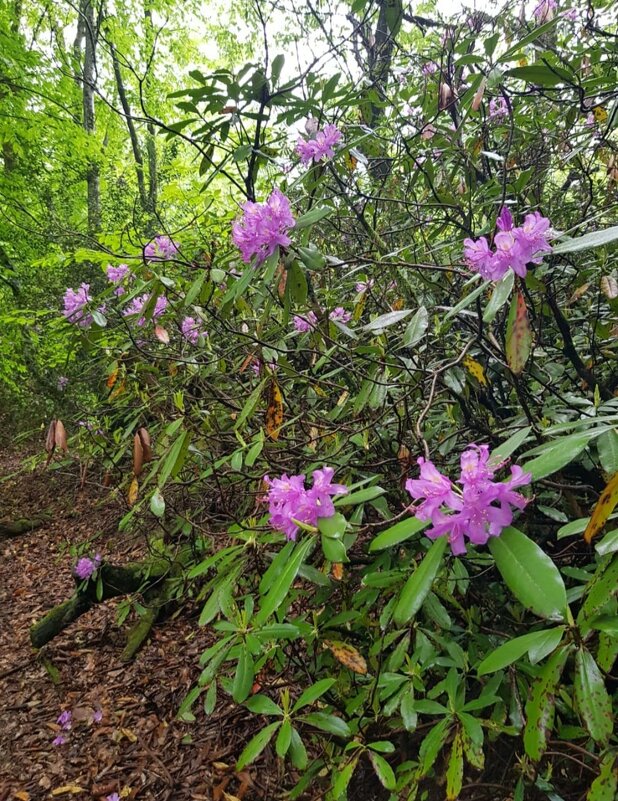 РОДОДЕНДРОНОВЫЙ ЛЕС - Tata Wolf