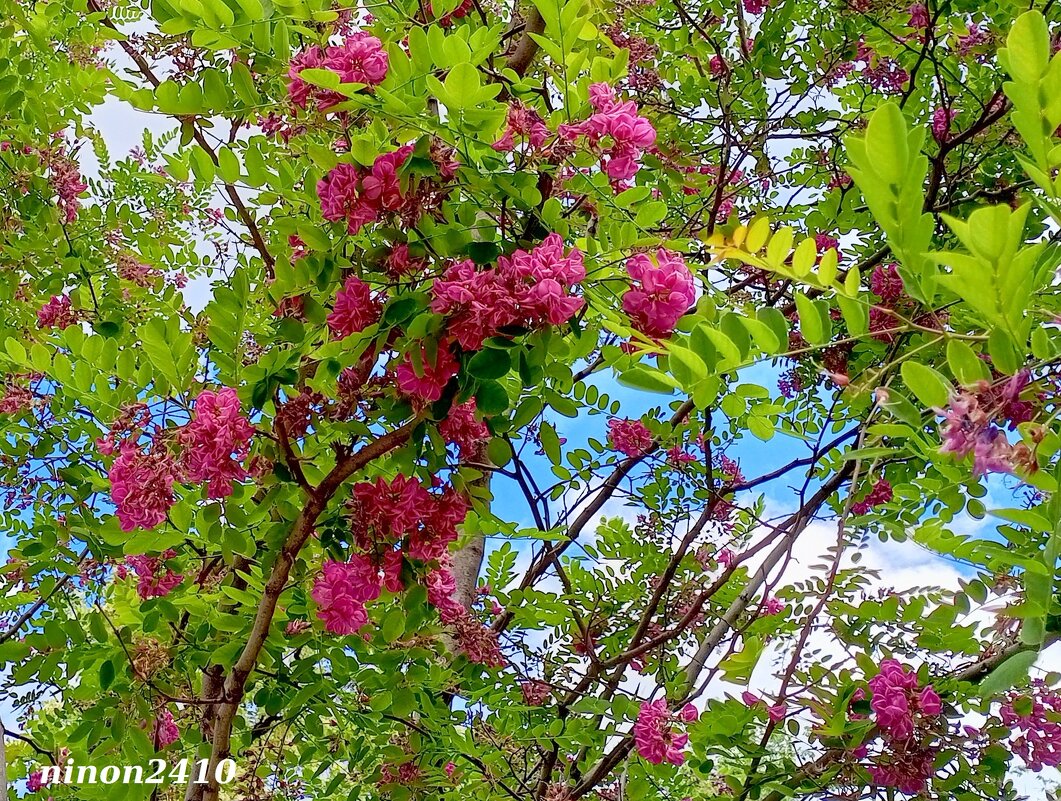 Акация розовая - Нина Бутко Акация розовая - Нина Бутко