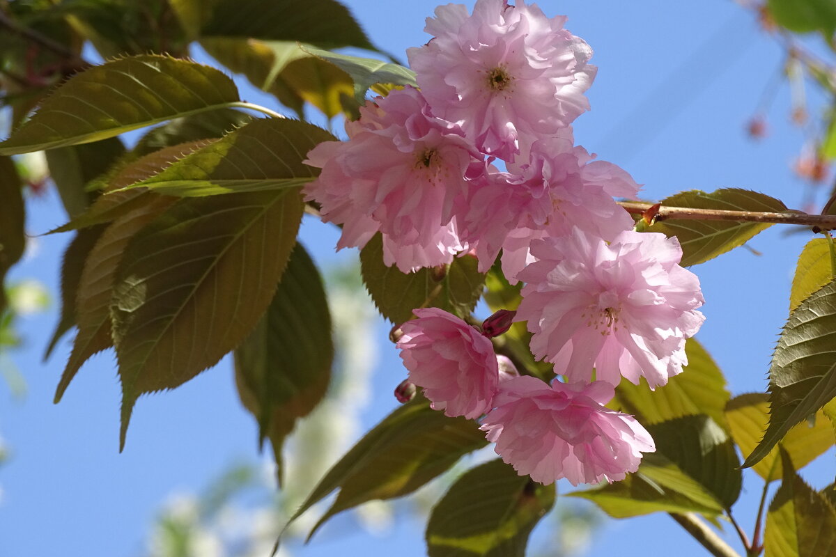 Она еще цветет - Anna-Sabina Anna-Sabina