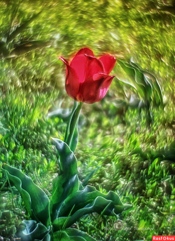 Аленький цветочек - Игорь Сарапулов Аленький цветочек - Игорь Сарапулов