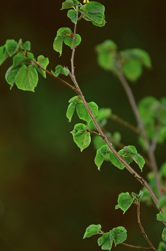 ....остановись мгновенье-- ты прекрасно.... - Георгий Никонов ....остановись мгновенье-- ты прекрасно.... - Георгий Никонов