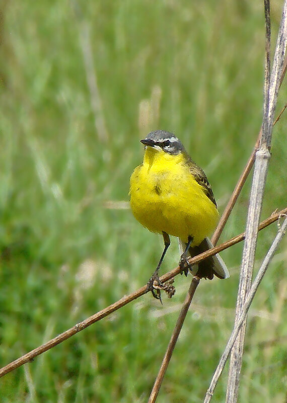 желтая трясогузка - gawrilа - dan желтая трясогузка - gawrilа - dan