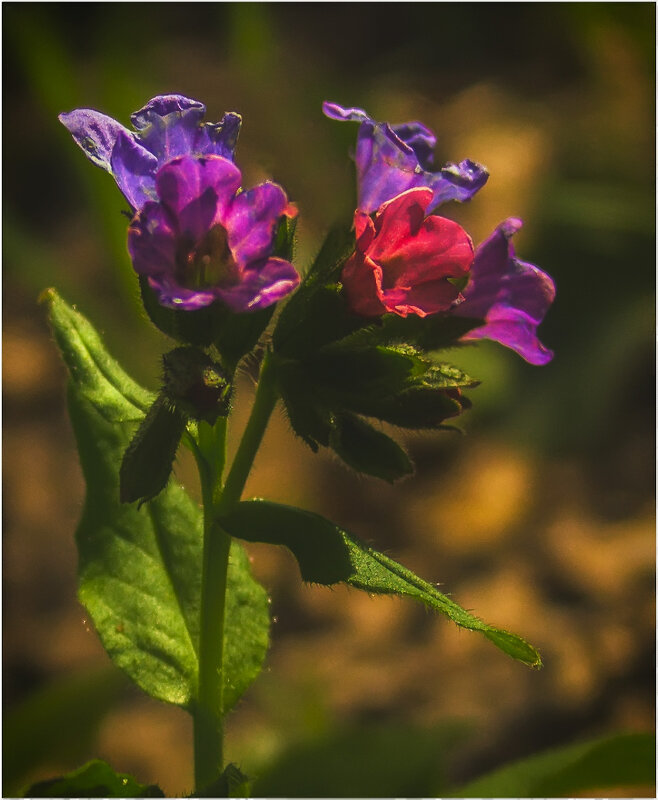 Майские лесные - Валентин Котляров Майские лесные - Валентин Котляров