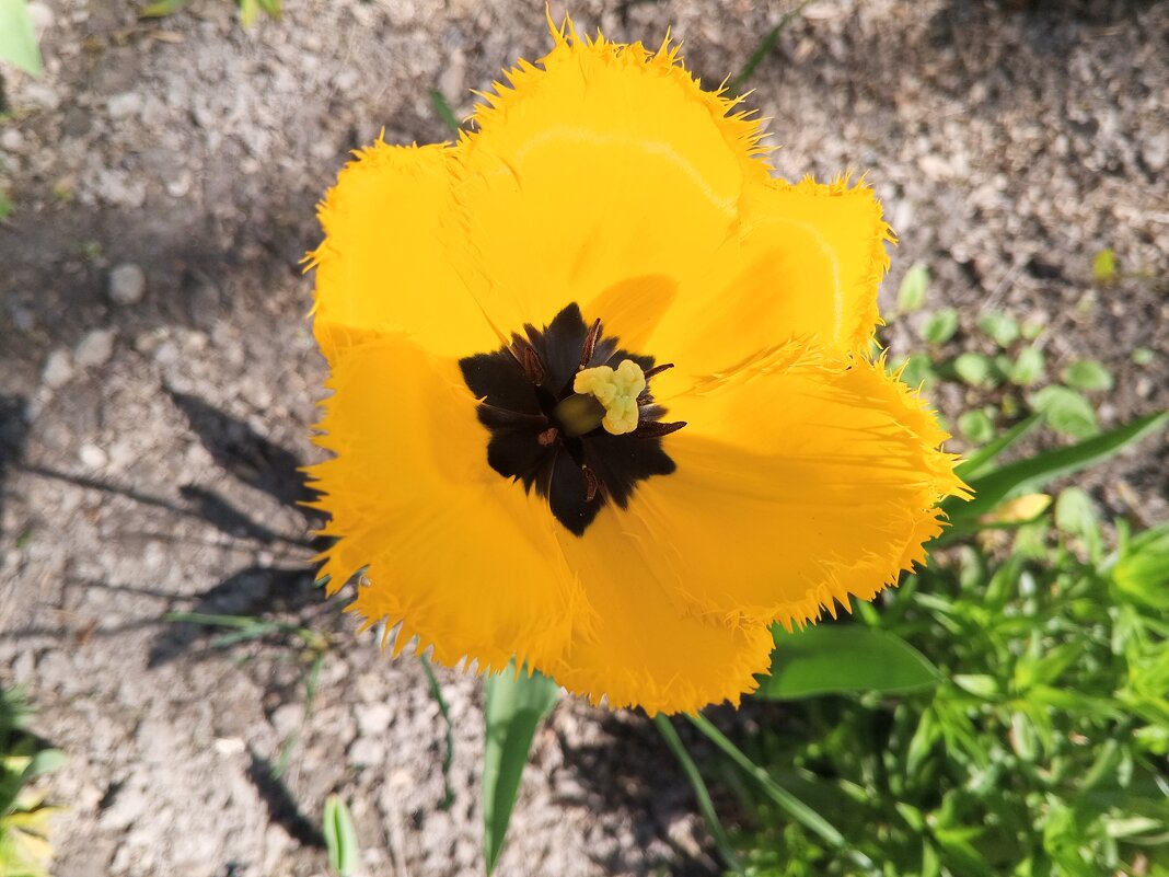 Тюльпан - Сапсан 