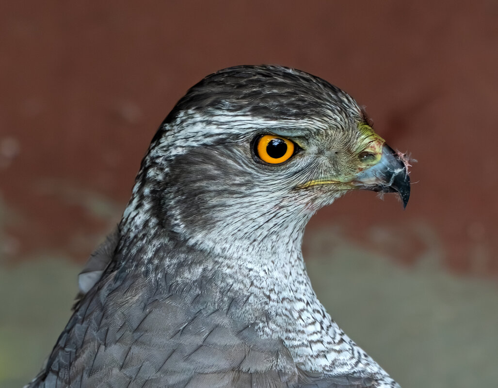 Тетеревятник - Viktor Makarov