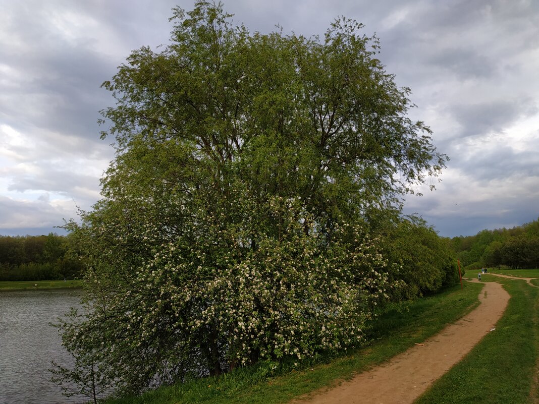 * * * - Андрей Лукьянов * * * - Андрей Лукьянов