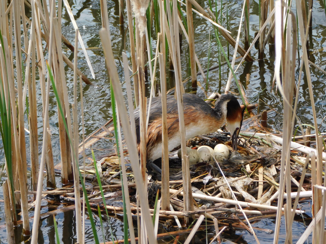 Чомга или большая поганка - Наиля Чомга или большая поганка - Наиля