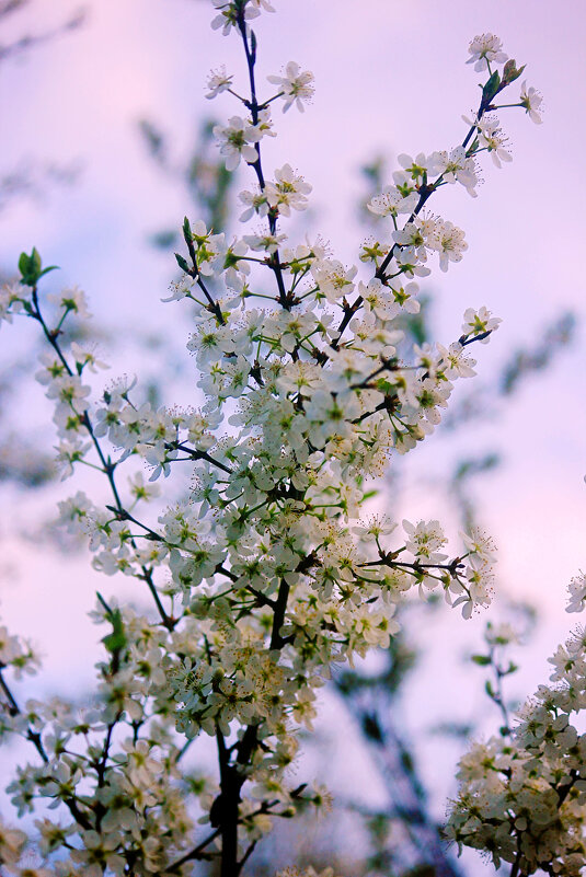 Цветущая вишня - Сергей Кочнев