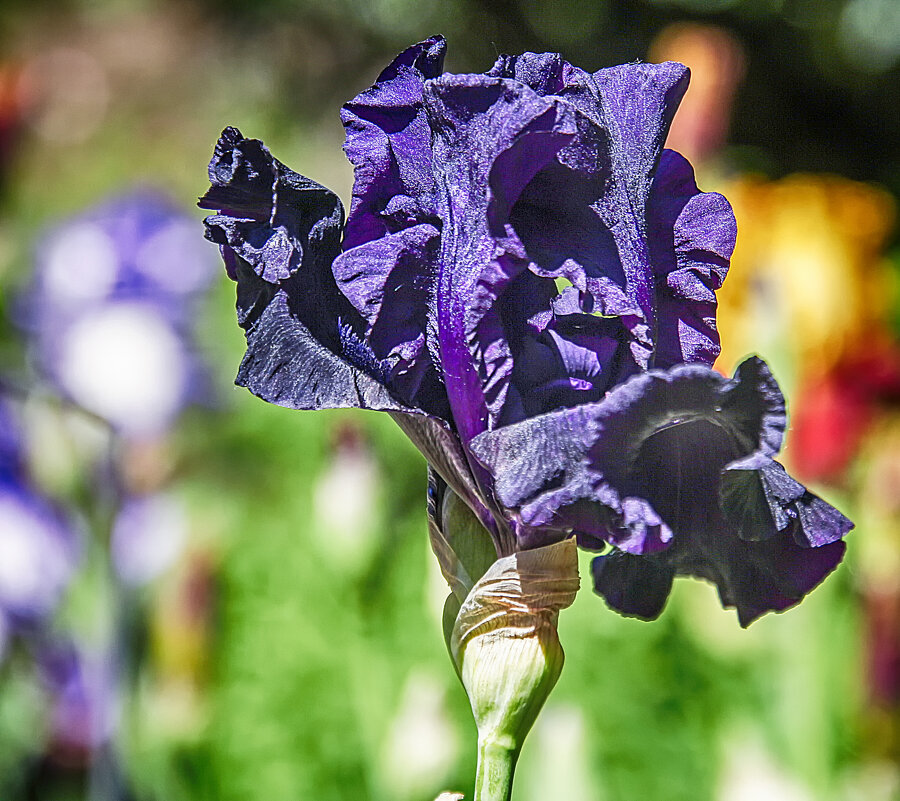 Про ирисы - Андроник Александр 