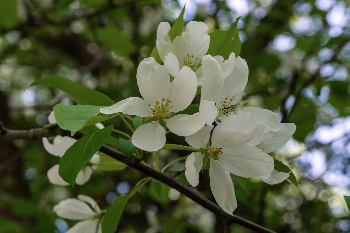 *** - Виктор Иванович Чернюк