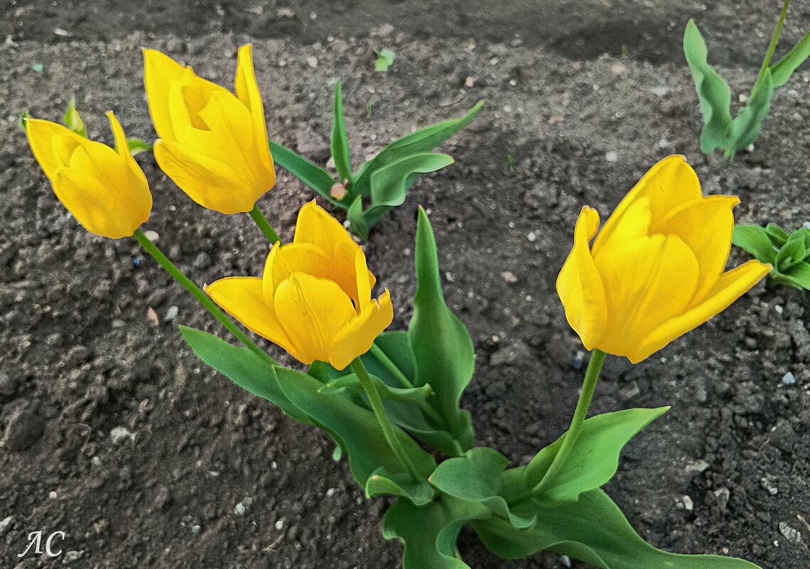 Жёлтые тюльпаны.... - Любовь Сахарова Жёлтые тюльпаны.... - Любовь Сахарова