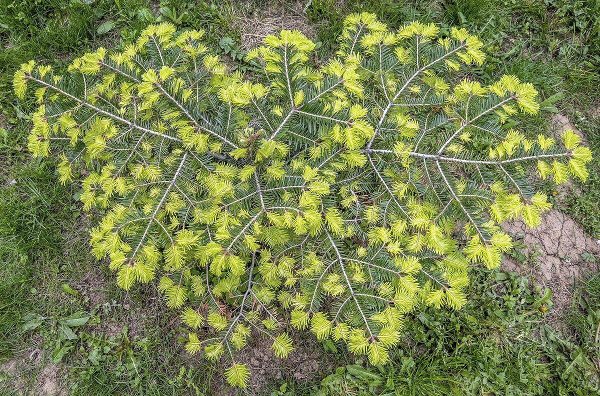 Страна "Пихта сибирская" - Валерий Иванович Страна "Пихта сибирская" - Валерий Иванович