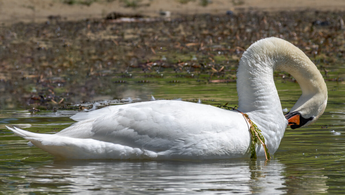 Лебедь - Игорь Сикорский