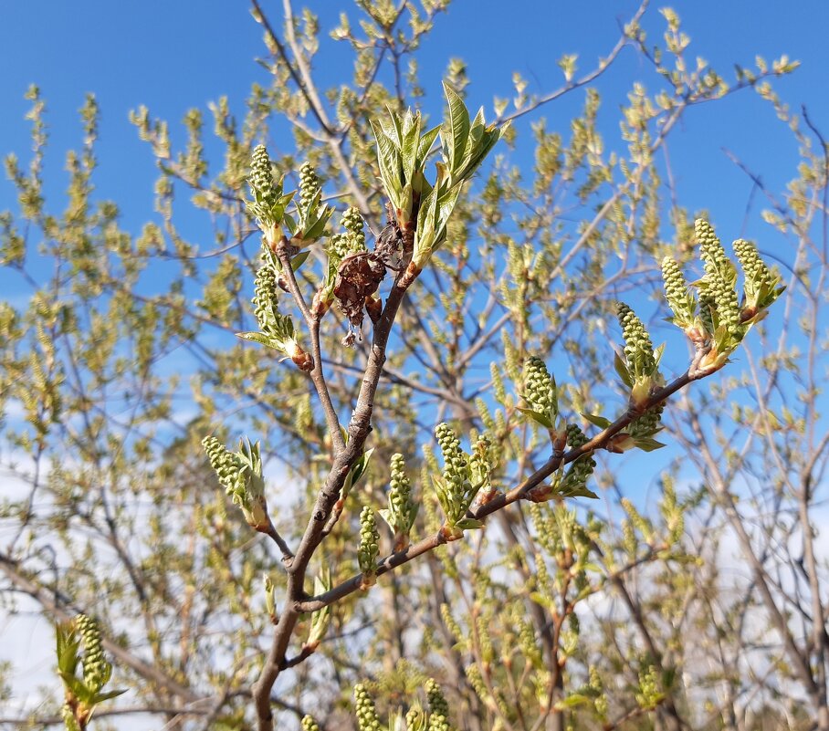 Весна идёт, весне дорогу! - Галина Минчук Весна идёт, весне дорогу! - Галина Минчук