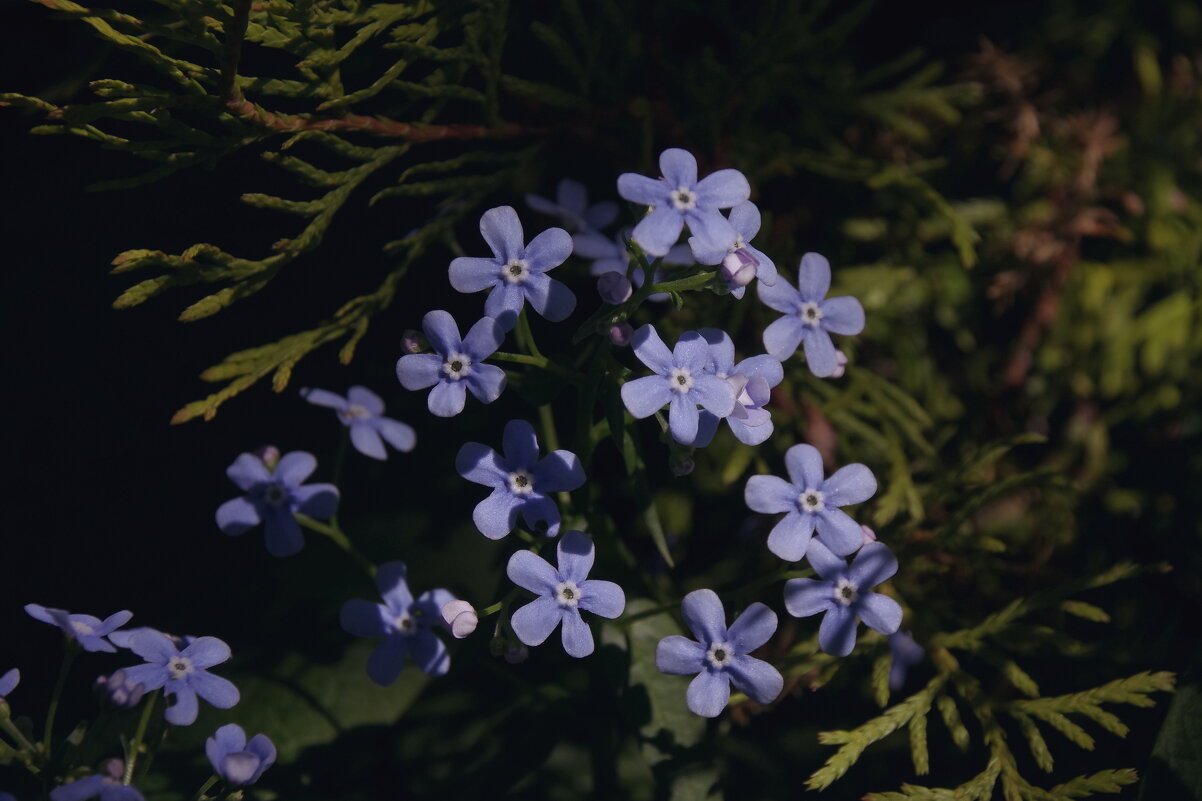 Незабудки - Сергей Швечков