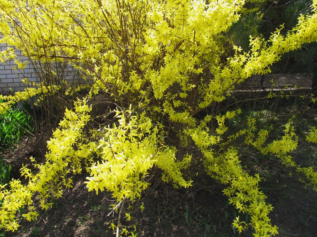 форзиция - Елена Шаламова