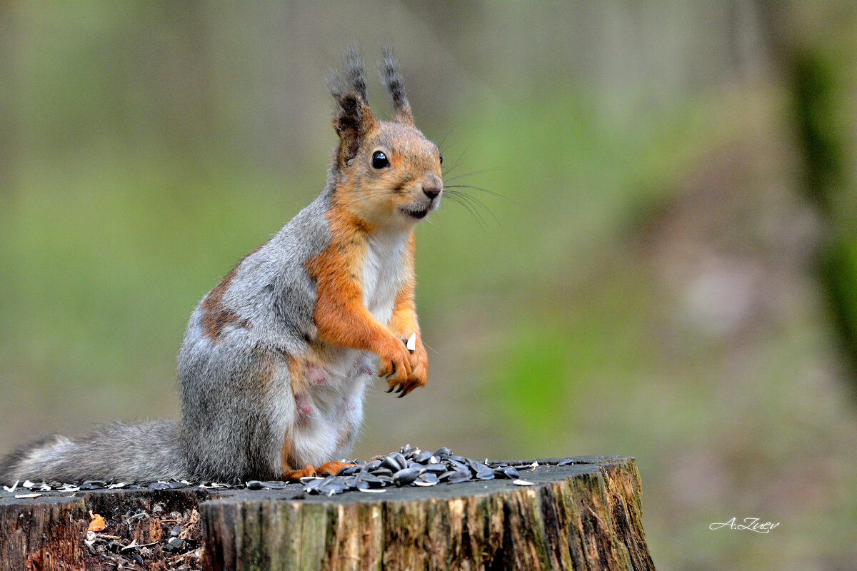 *** - Александр Зуев