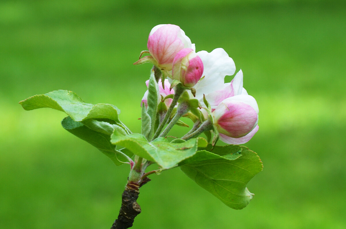 Москва. Царская усадьба Измайлово, XVII в. - Наташа *****