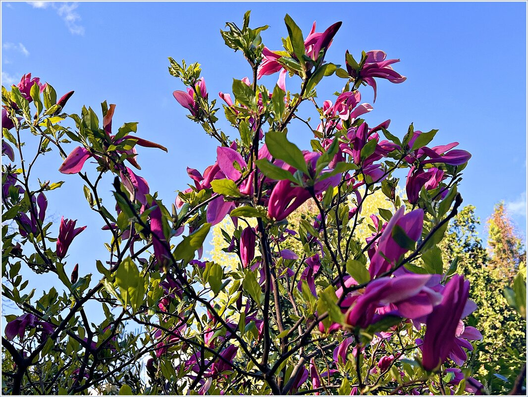 Ещё цветёт магнолия. - Валерия Комова Ещё цветёт магнолия. - Валерия Комова