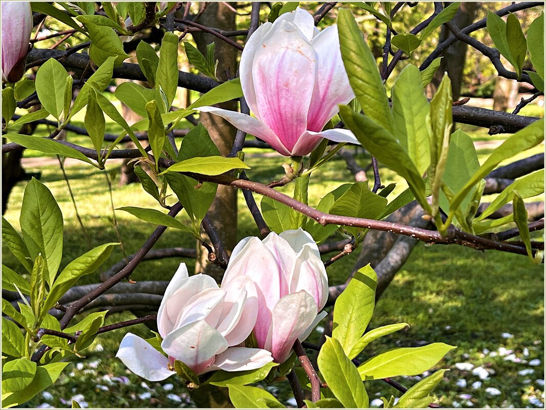 Ещё цветёт магнолия. - Валерия Комова Ещё цветёт магнолия. - Валерия Комова