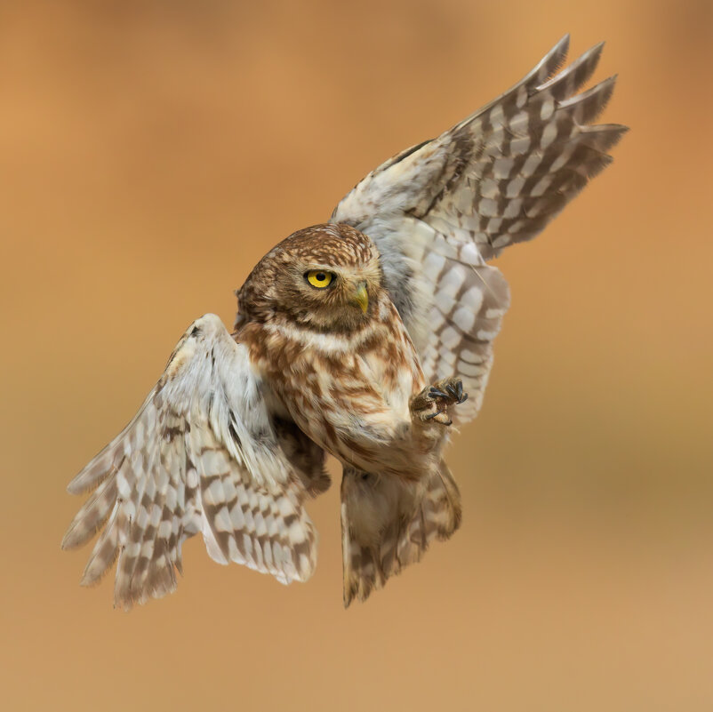 *** - Евгений Фруман