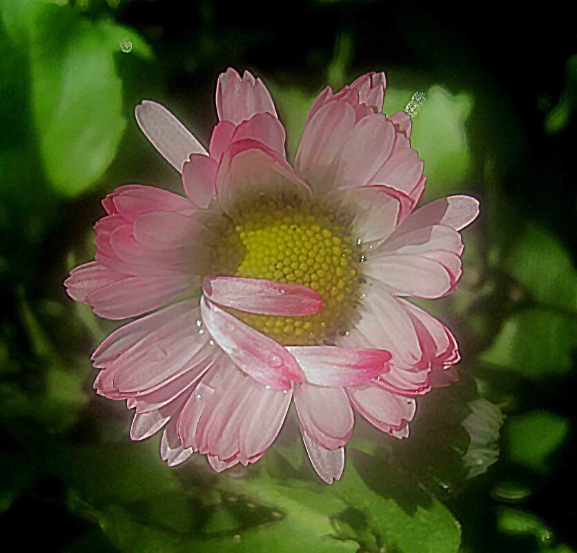 Маргаритка - Елена Семигина