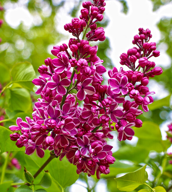 Сиреневый май - Светлана 