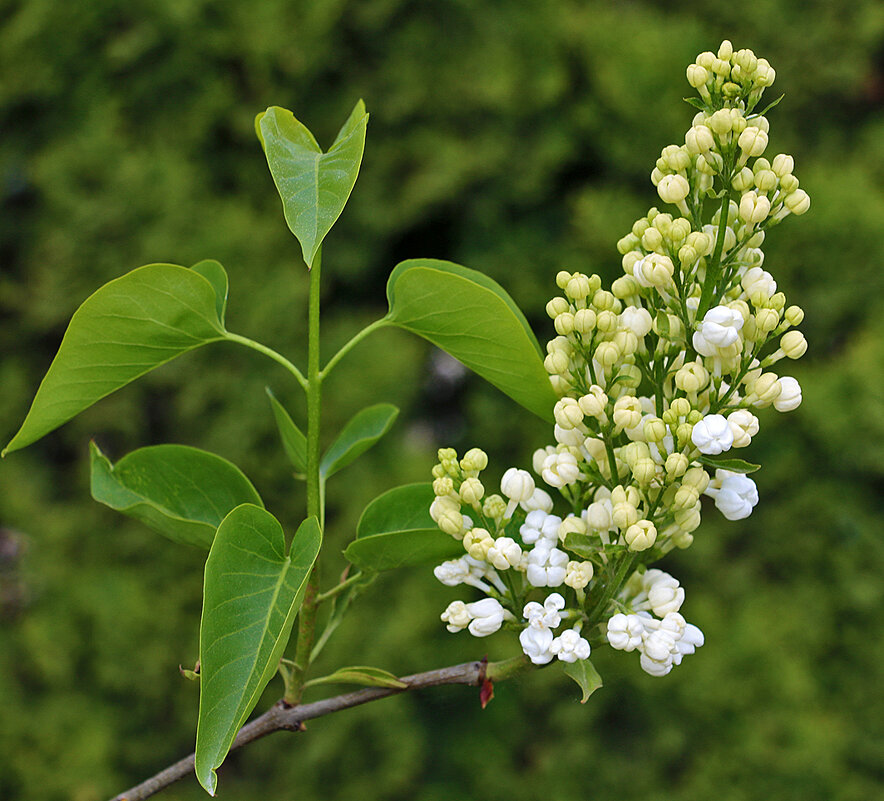 Сиреневый май - Светлана Сиреневый май - Светлана
