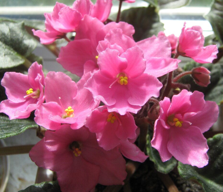 Моя фиалка - Елена Семигина