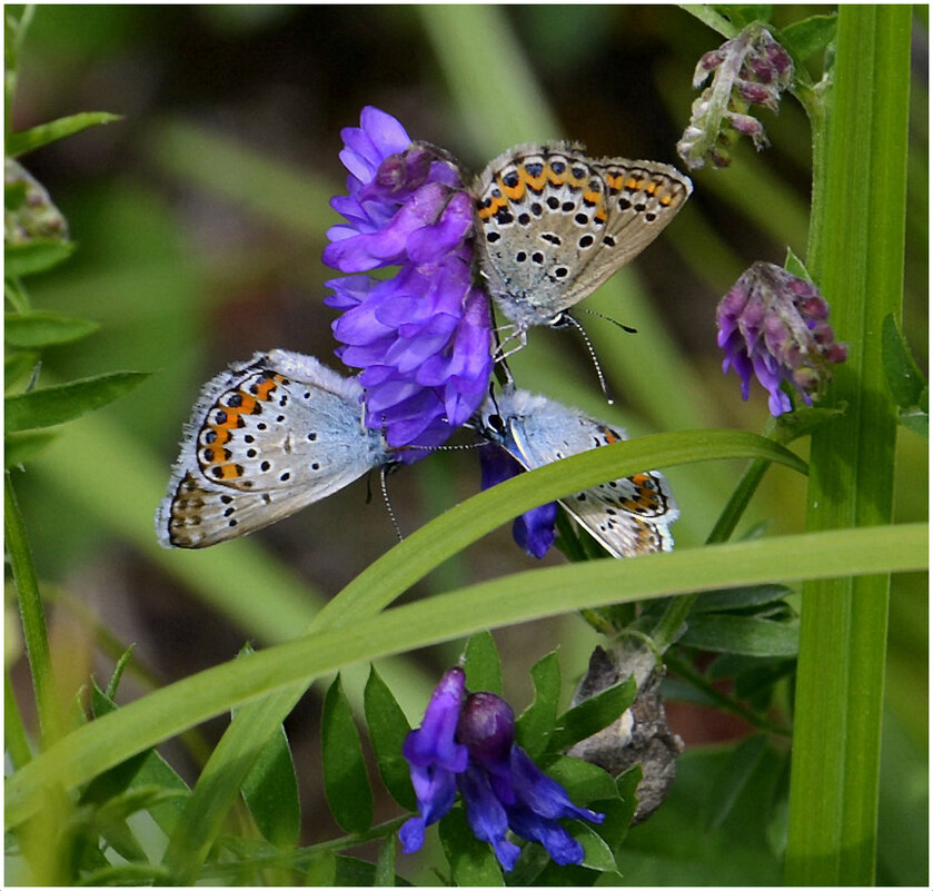 С Голубянками... - Aleksandr Gal