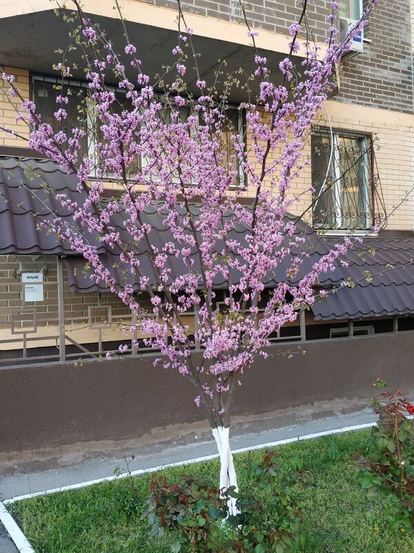 Дыхание весны... - Нина Акарцева 