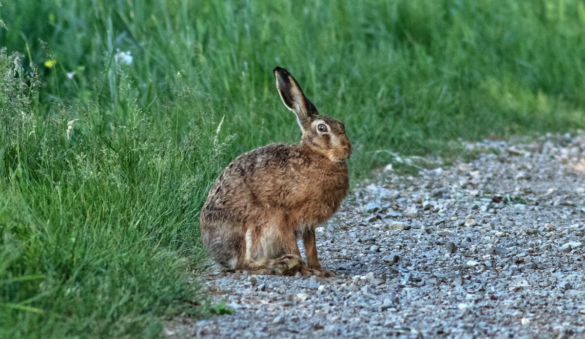 косой - vladimir косой - vladimir