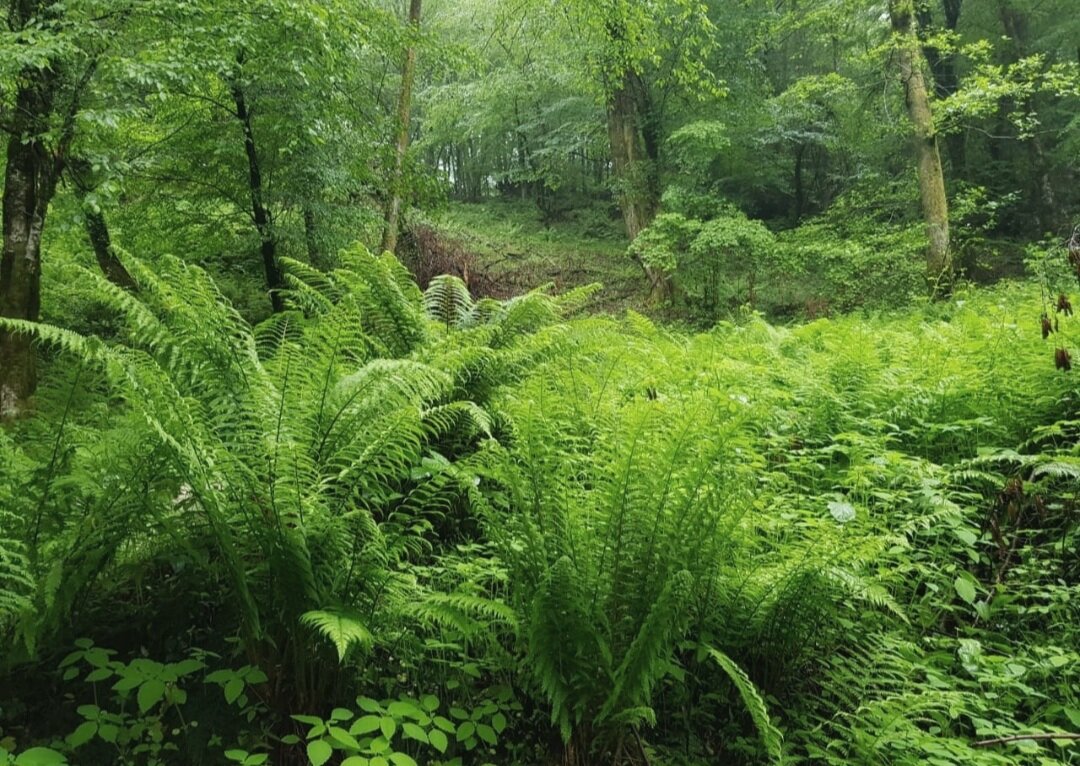 ПРОГУЛКА В ЛЕСУ - Tata Wolf