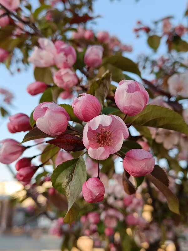 ** - Борис Руднев ** - Борис Руднев