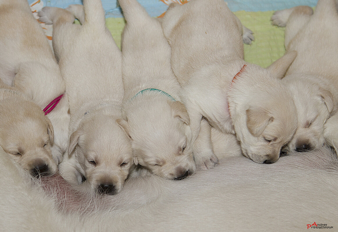 Завтрак - Андрей Пристяжнюк